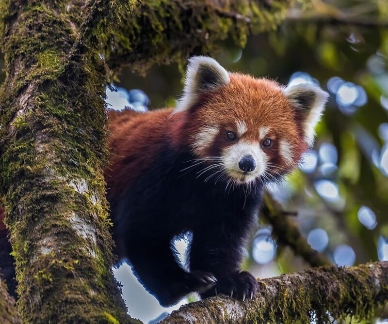 Красная панда или огненная лиса