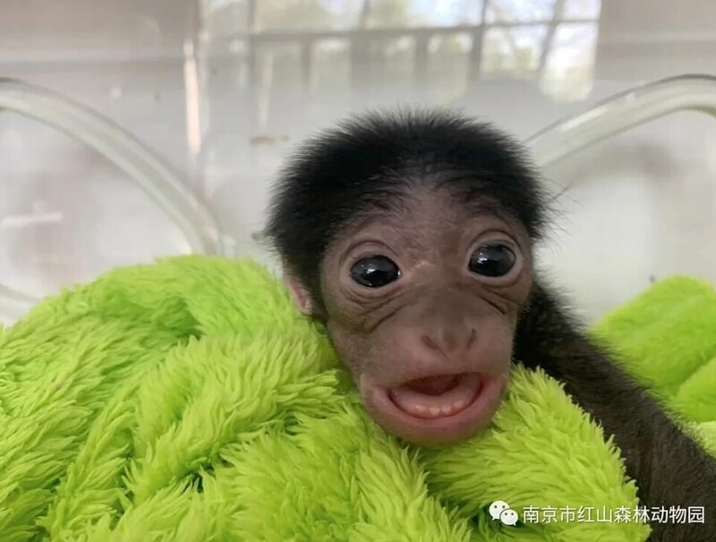 Китайский зоопарк показал кроху-гиббона, который чудом выжил