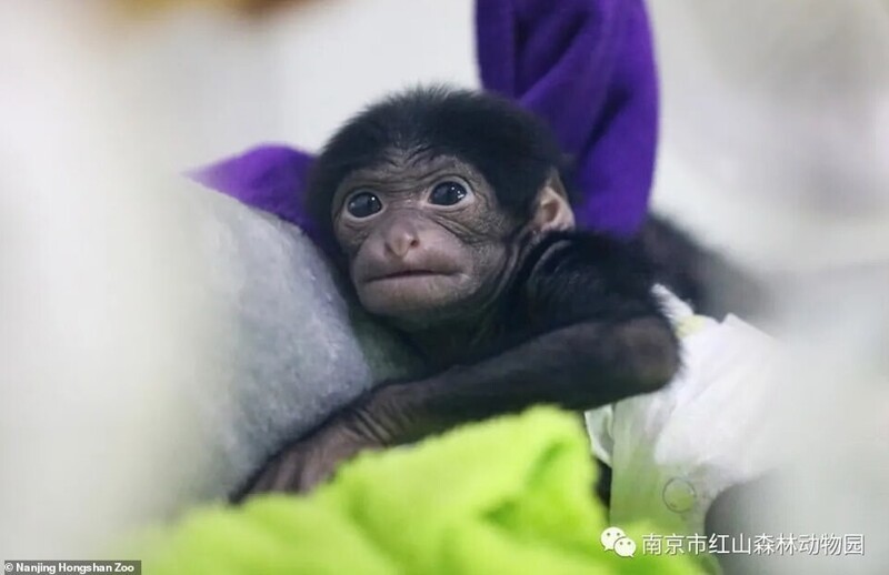 Китайский зоопарк показал кроху-гиббона, который чудом выжил
