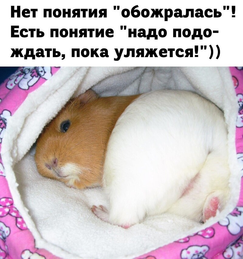 Веселые  картинки