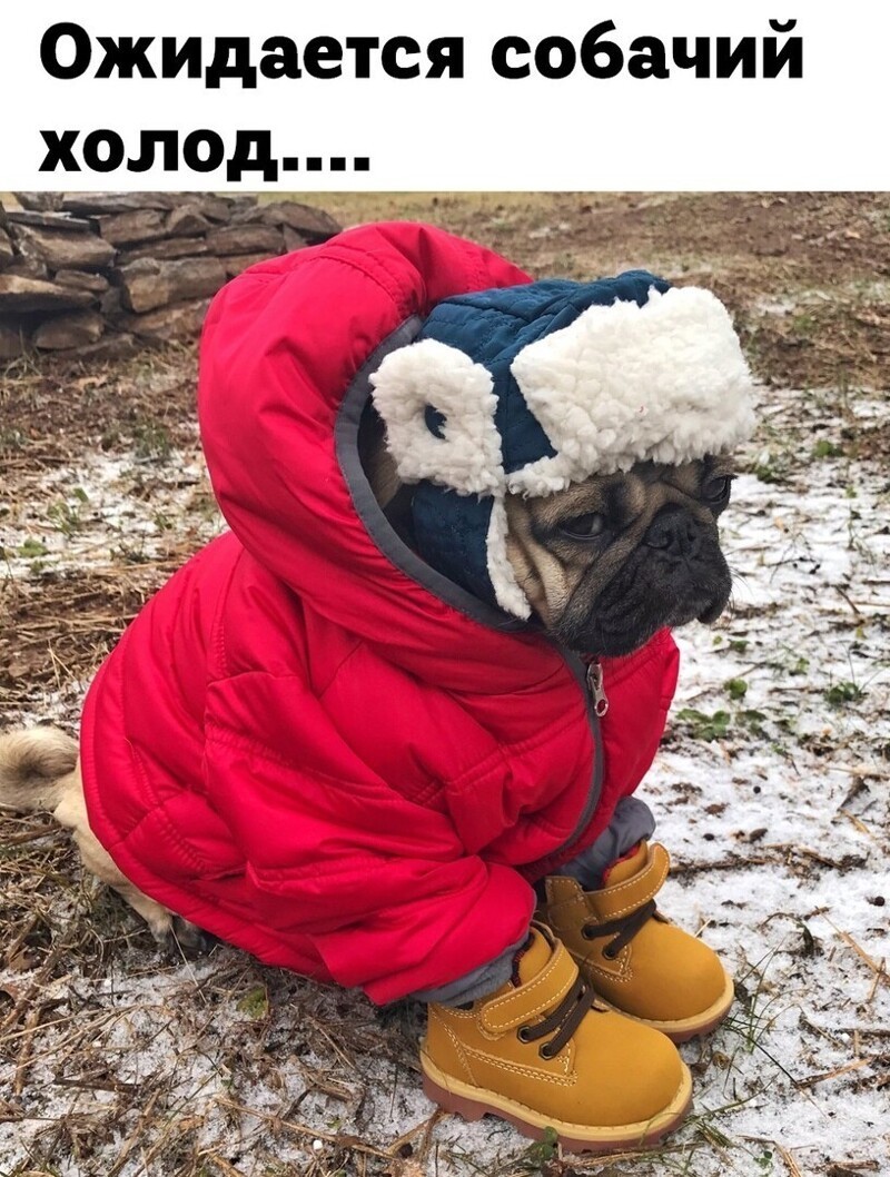 Веселые  картинки