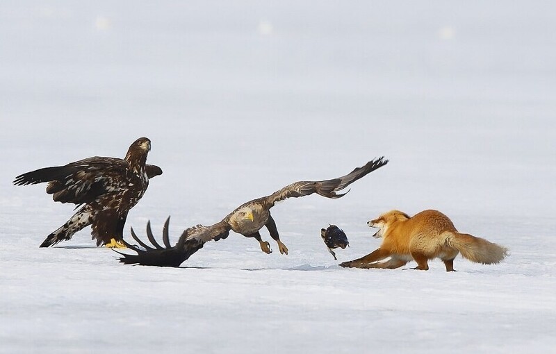 Орланы пытались украсть ужин у лисы