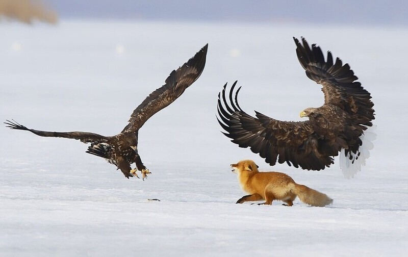 Орланы пытались украсть ужин у лисы