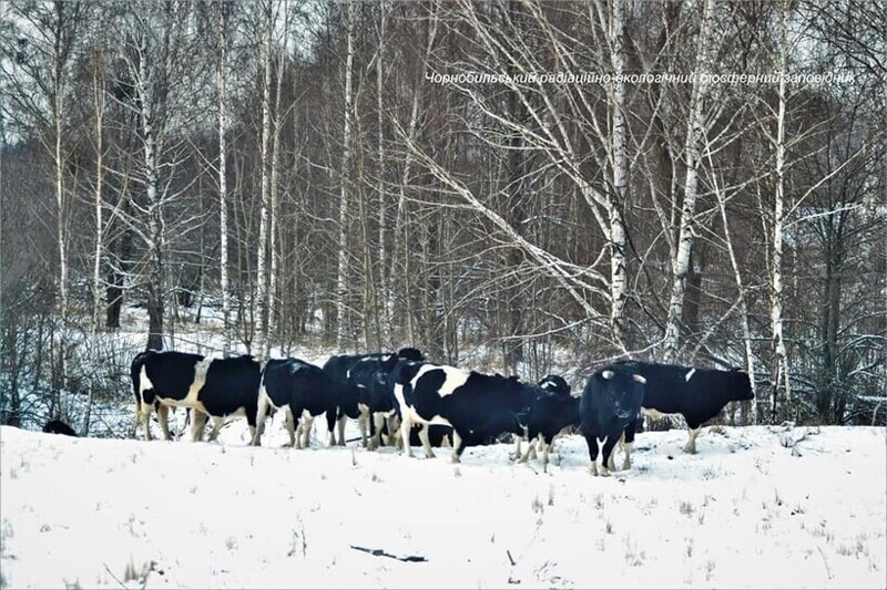 Одичавшие коровы Чернобыльской зоны ведут себя как дикие предки