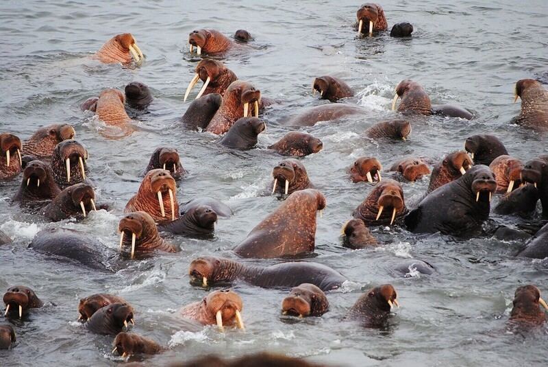 Розовеют к старости и белеют в воде: интересные факты из жизни моржей