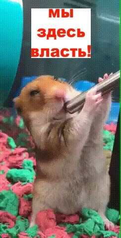 О политике и не только