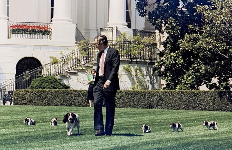 Президент Джордж Х.В. Буш выгуливает на лужайке Белого дома свою собаку спрингер-спаниель Милли с щенками. 20 апреля 1989 г.