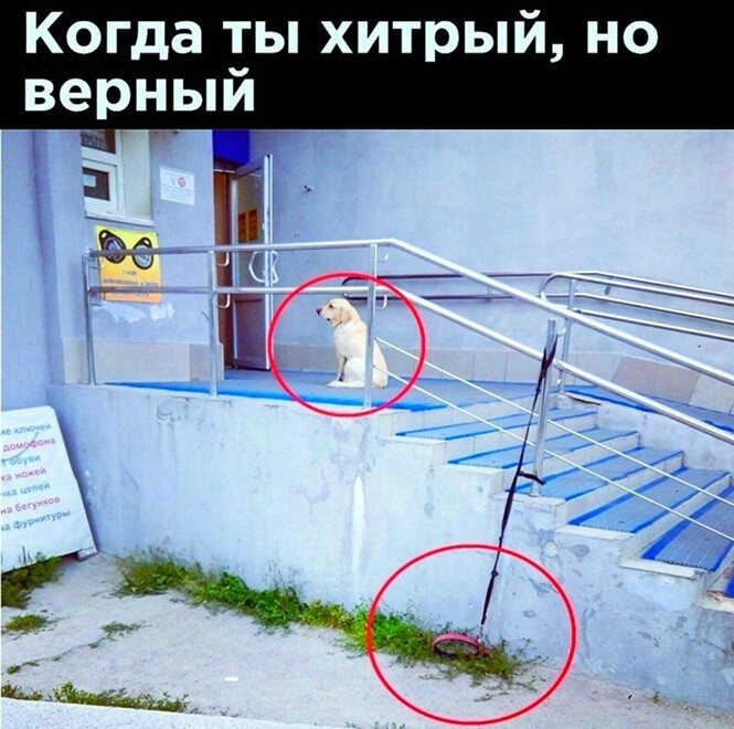 Смешные и познавательные картинки