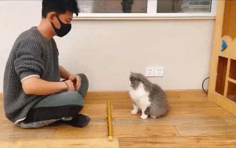 Реакция на выкрутасы хозяина