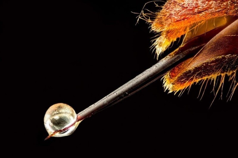 Пчелиный яд - уникальное лекарство известное людям с древних времен