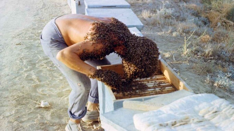Показания к лечению пчелиным ядом