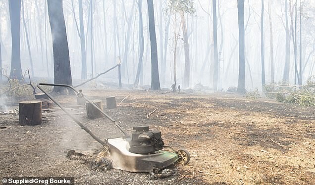 Как восстанавливается лес в Австралии после разрушительных пожаров