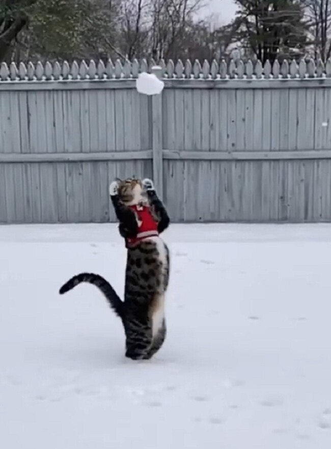 Точно в цель: молниеносная реакция кота на брошенный снежок
