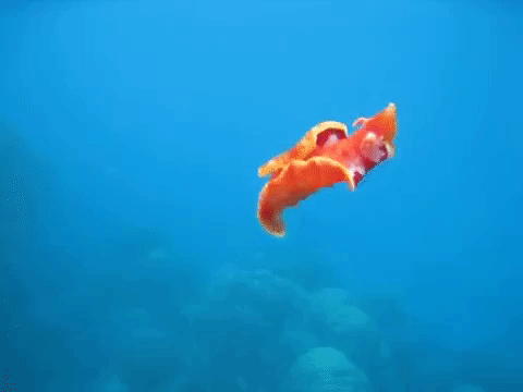 Испанский танцор: Гигантский ядовитый моллюск всю жизнь проводит в танце, а размножается откладывая «цветы» из яиц