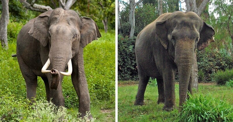 11. Индийский слон: самец и самка