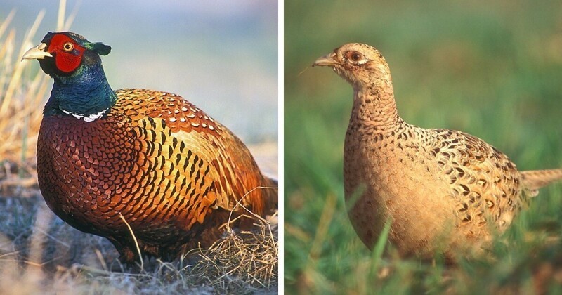2. Обыкновенный фазан: самец и самка