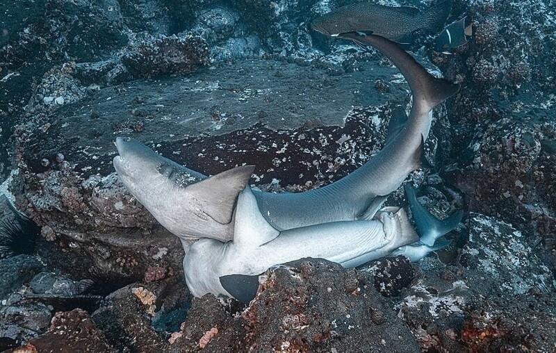 Редкие фото акул в момент страсти