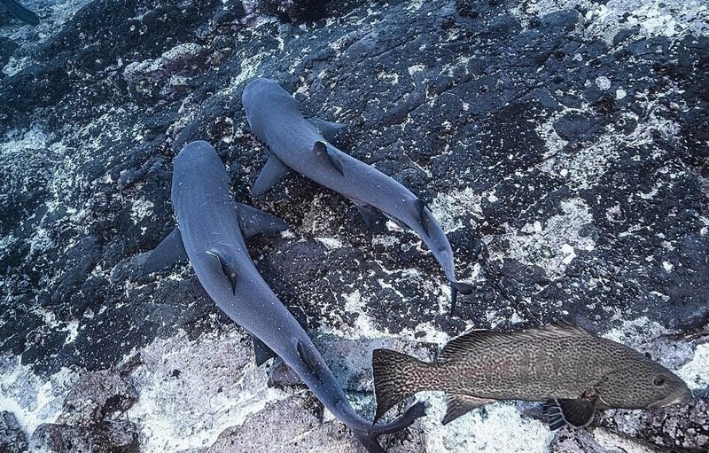Редкие фото акул в момент страсти
