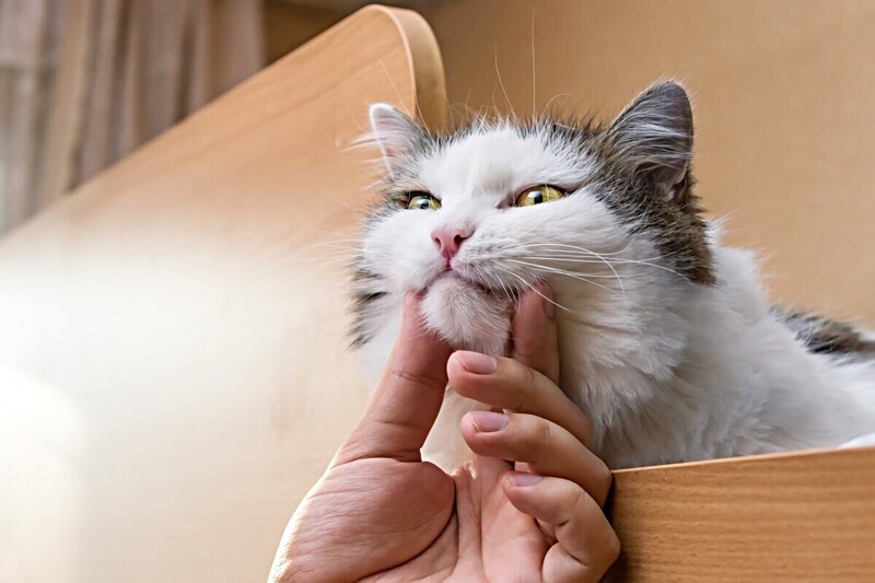 7 действий хозяина, которые испортят отношения с кошкой