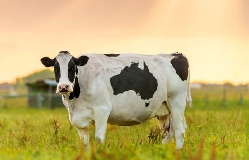 Газы коров тоже опасны