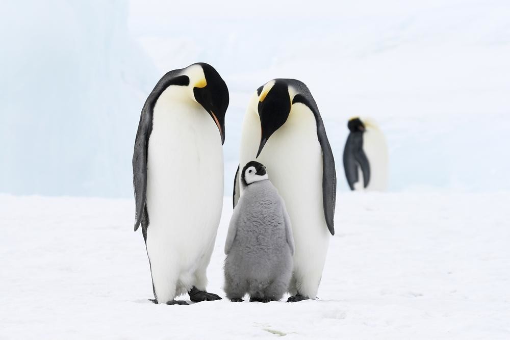 Как пингвины получили свое название?