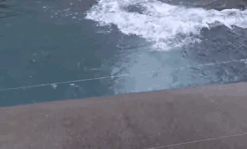 Гифки с белыми медведями