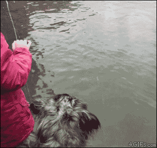 Гифки с белыми медведями