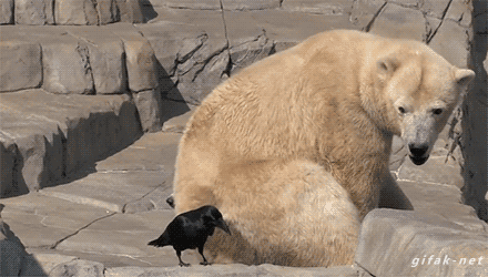 Гифки с белыми медведями