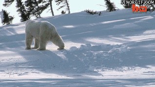 Гифки с белыми медведями