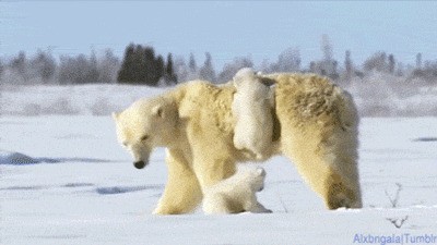 Гифки с белыми медведями