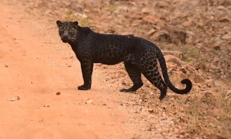 В Индии засняли редчайшего чёрного леопарда