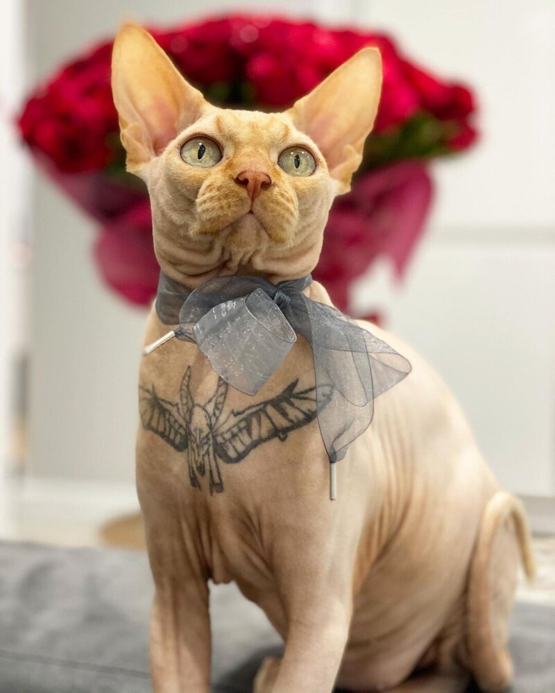 Украинка сделала коту татуировку, но не все одобрили ее поступок