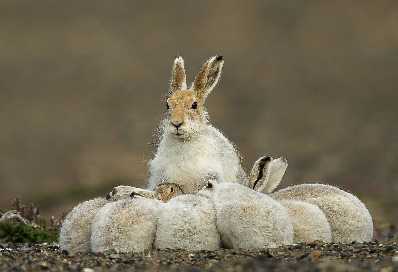 Заяц Русак с зайчатами
