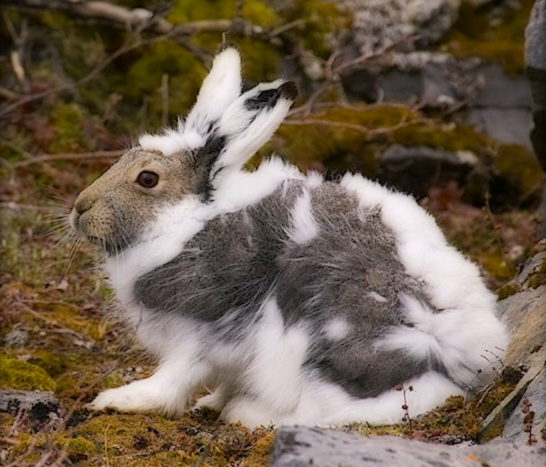 Арктический Беляк[1] (лат. Lepus arcticus). Заяц весной. Линька животных. Заяц линяет весной. Изменение окраски зайца беляка
