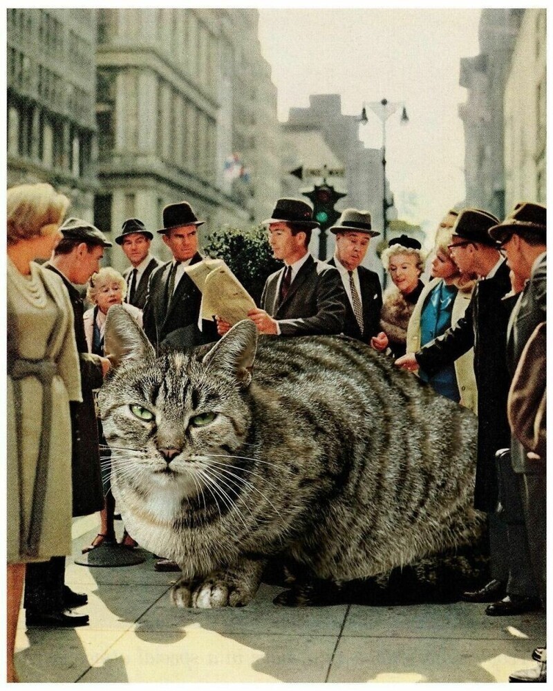 Мастер фотошопа показал, каким станет мир, если его захватят коты