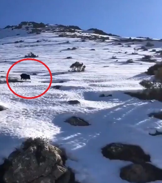 Неожиданная встреча: со склона заснеженной горы на туристов в Испании скатился кабан