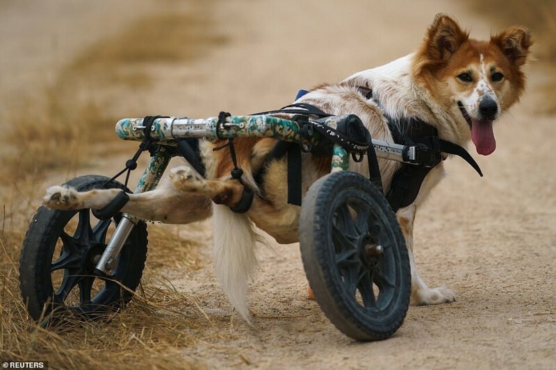 Приют для собак-инвалидов каждый день проводит "гонки на колясках"