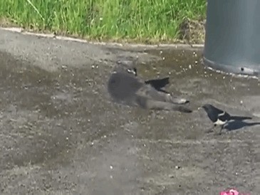 Вороны троллят разных животных, дергая их за хвосты