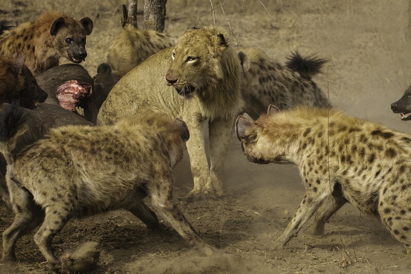 Львы против гиен: вечная борьба за титул короля саванны