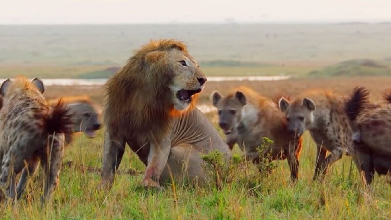 Львы против гиен: вечная борьба за титул короля саванны