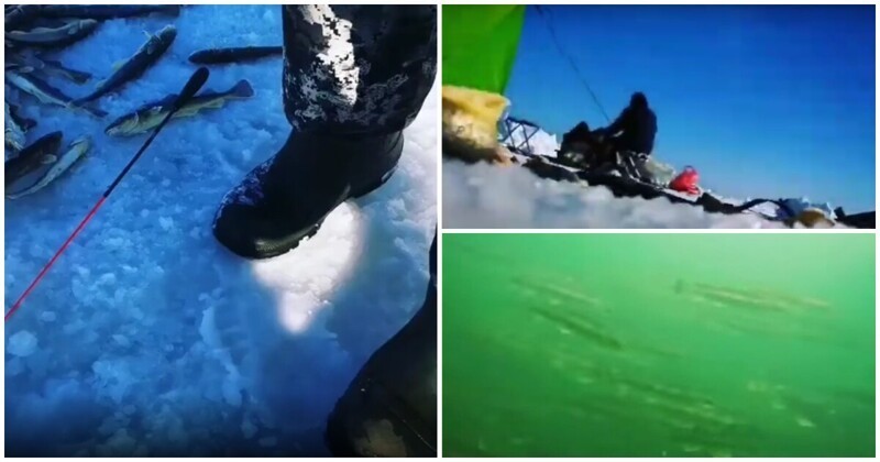 Сахалинский рыбак опустил смартфон в ледяную воду и снял косяки наваги крупным планом
