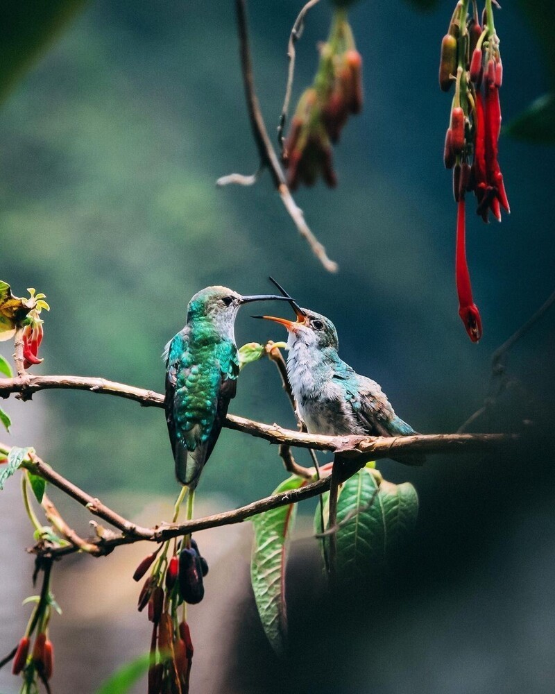Дикие животные и птицы на фотографиях Максима Исраэля Кольера