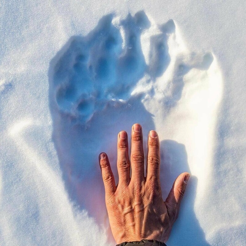 След белого медведя и рука человека для сравнения