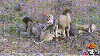 Просто гифки, всякие и разные