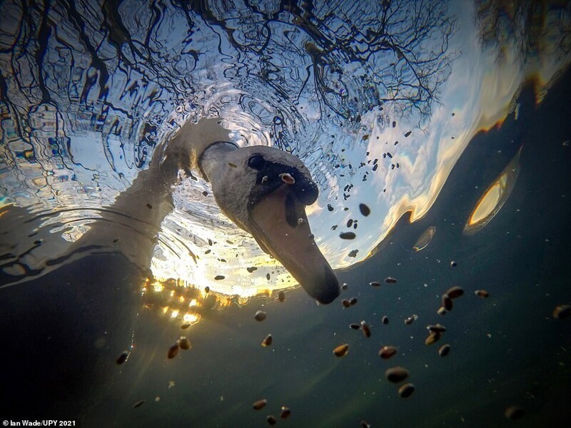 Лебедь снятый на GoPro, фотограф Ian Wade, Великобритания