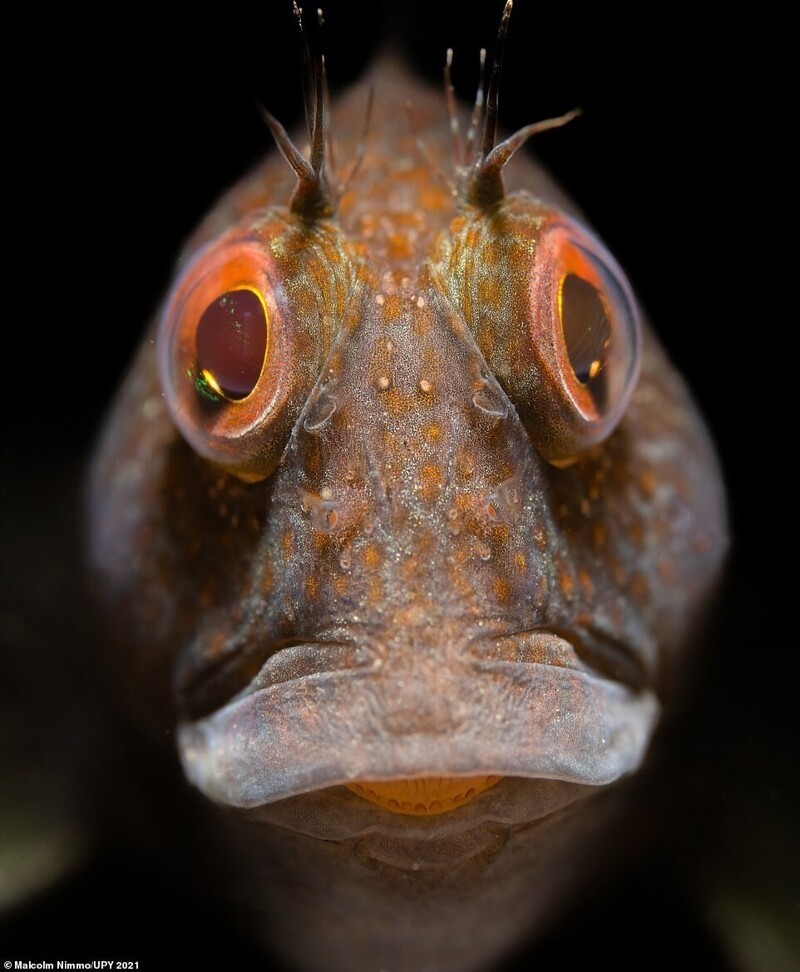 Собачкообразная рыбка, Malcolm Nimmo, Великобритания