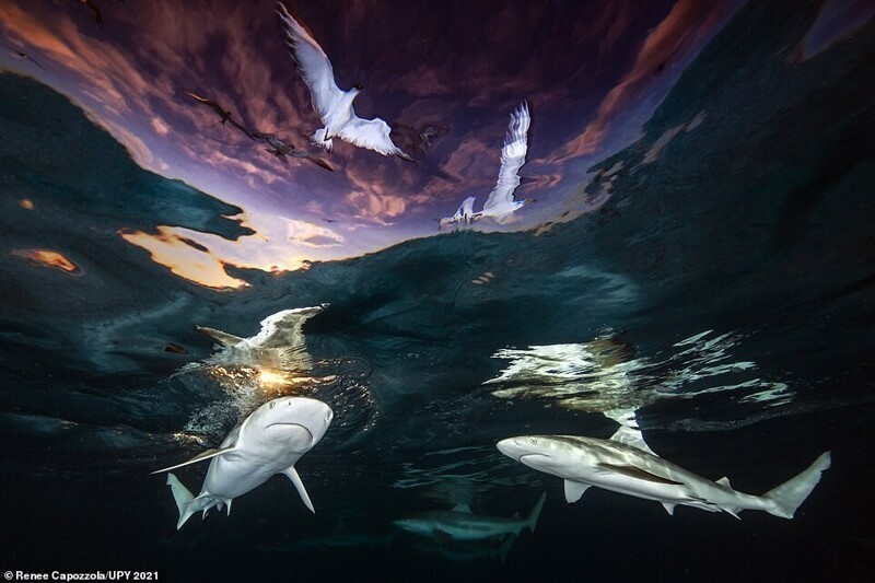 Победитель конкурса - снимок черноперых рифовых акул у берегов Французской Полинезии. Фотограф Renee Capozzola, США