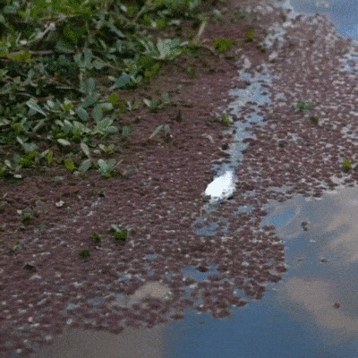 Просто гифки, всякие и разные