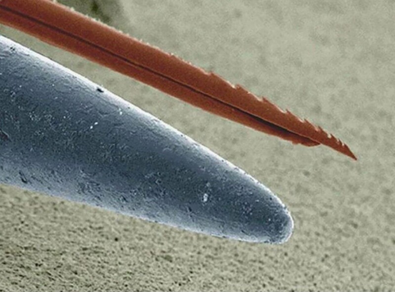 11.  Кончик иглы и жало осы под микроскопом