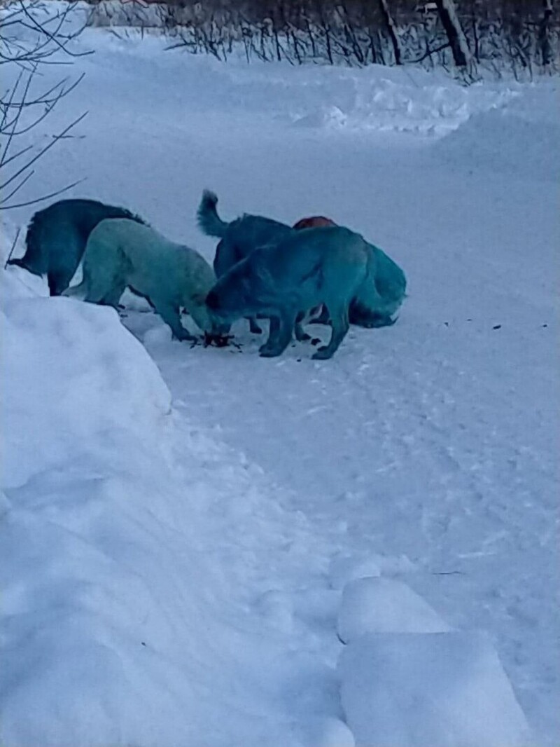 В Нижегородской области появились ярко-синие собаки
